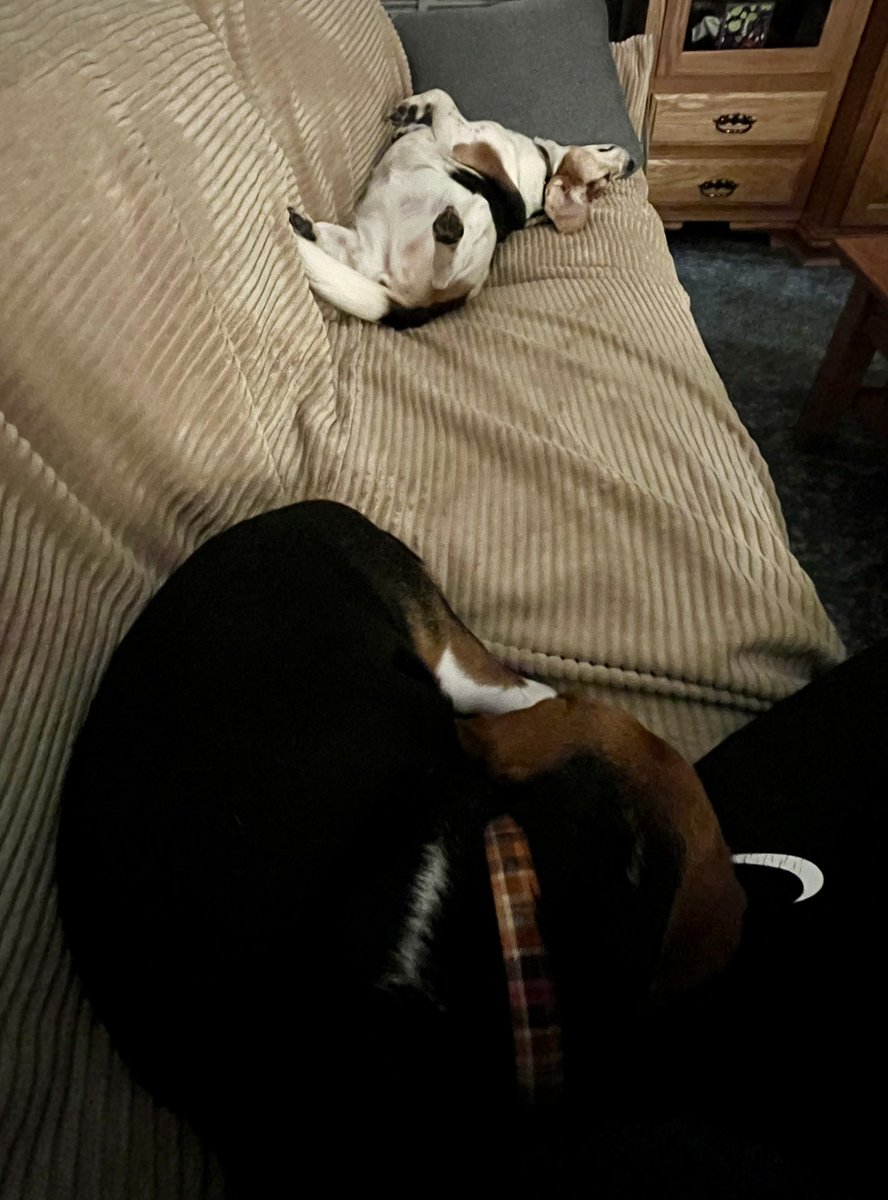 10MinDQ's tweet photo. #SundayThings
Sleepy beagle girls
Meal and HappyMail prep
Neighborhood pantry donation
Another full bag of trash picked up. https://t.co/t5RZjR75Pa