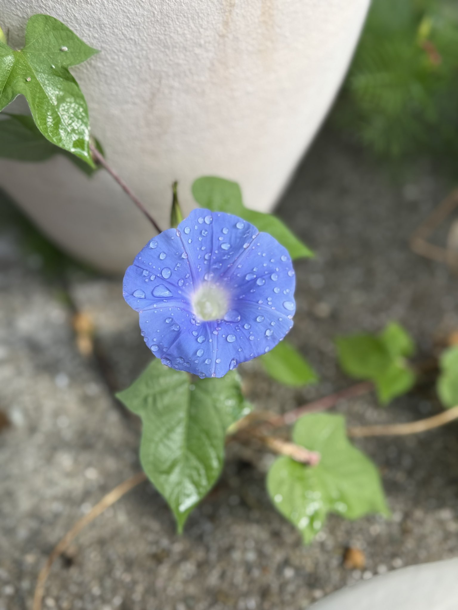 えみ (@emiy_a) / X