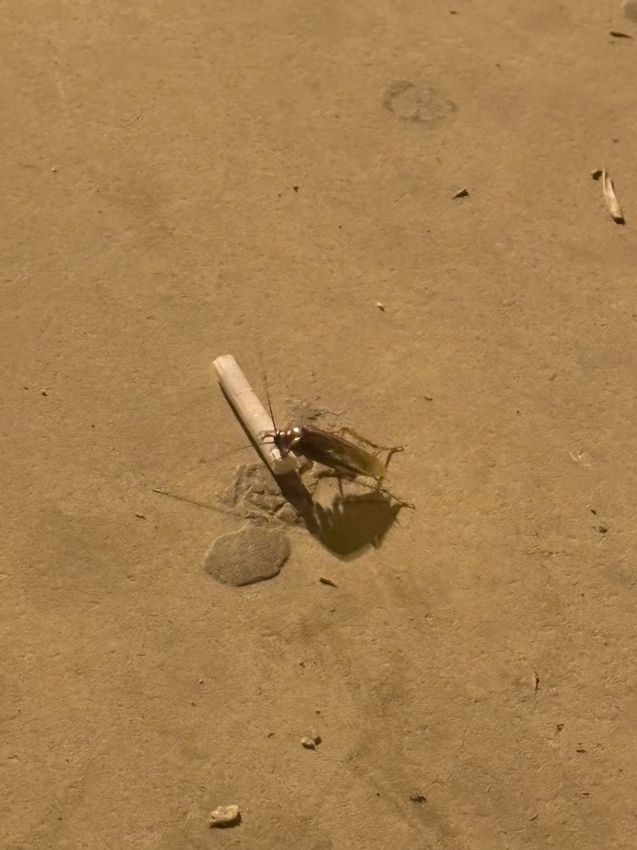 he presenciado a la cucaracha fumeta