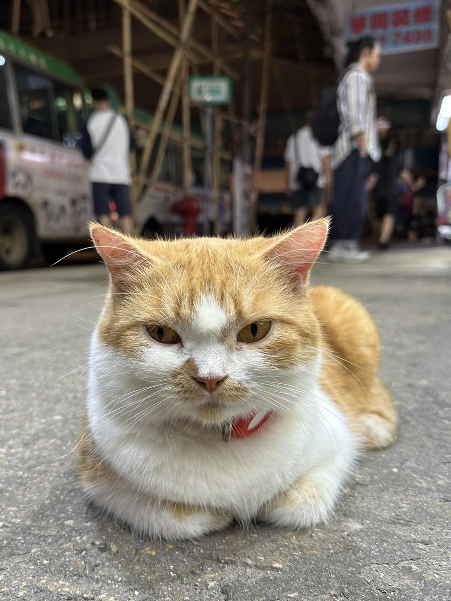 TranslatedCats's tweet photo. (Thank you for the information.) https://t.co/qQ0uaCCQan