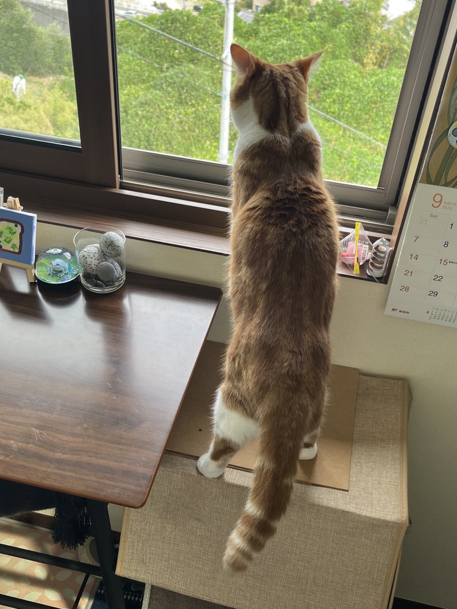 おはようございます☔️
左上のちっちゃい人間を警戒中にゃんこ🐾