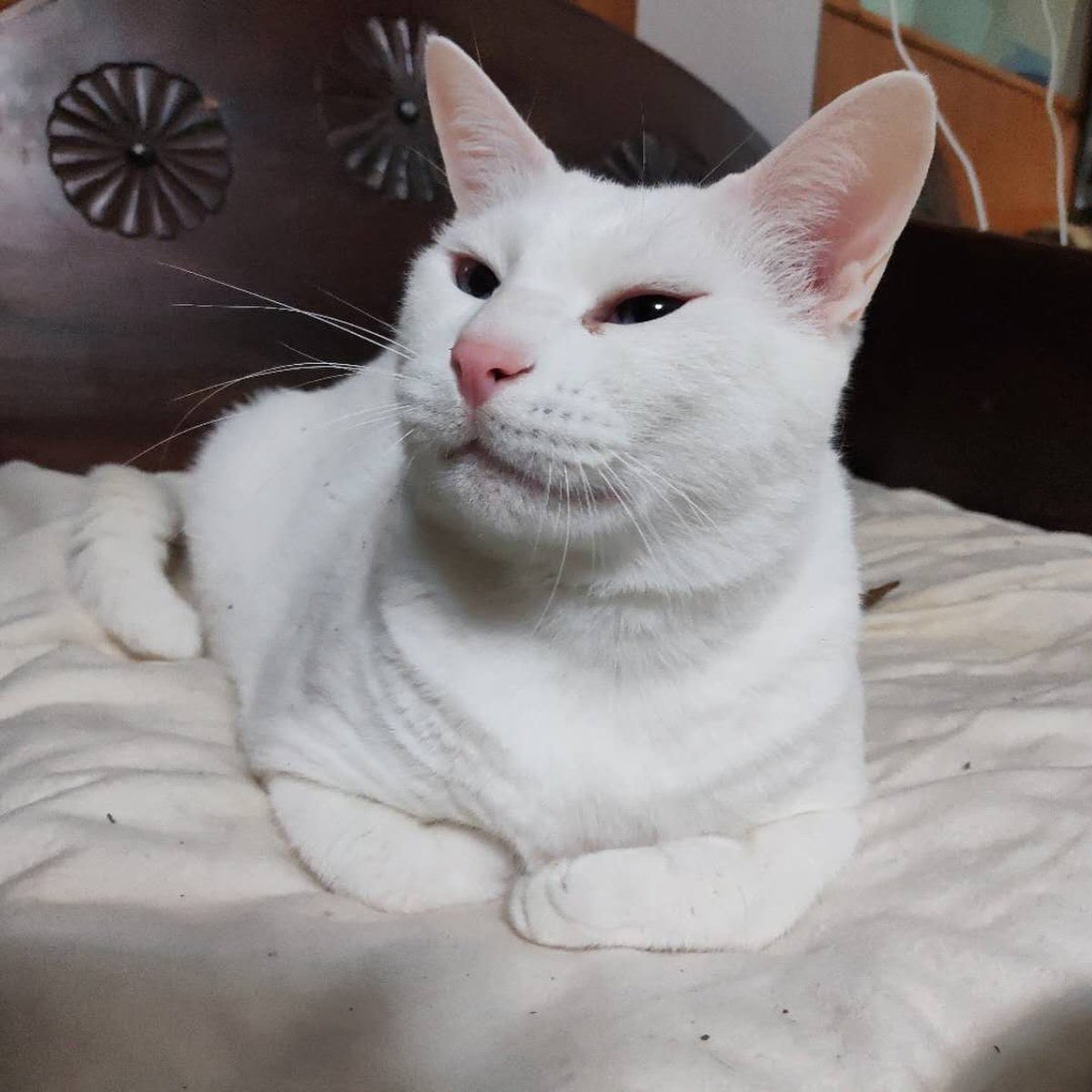 Paul ‘DaddyBird’ Castle tweet media