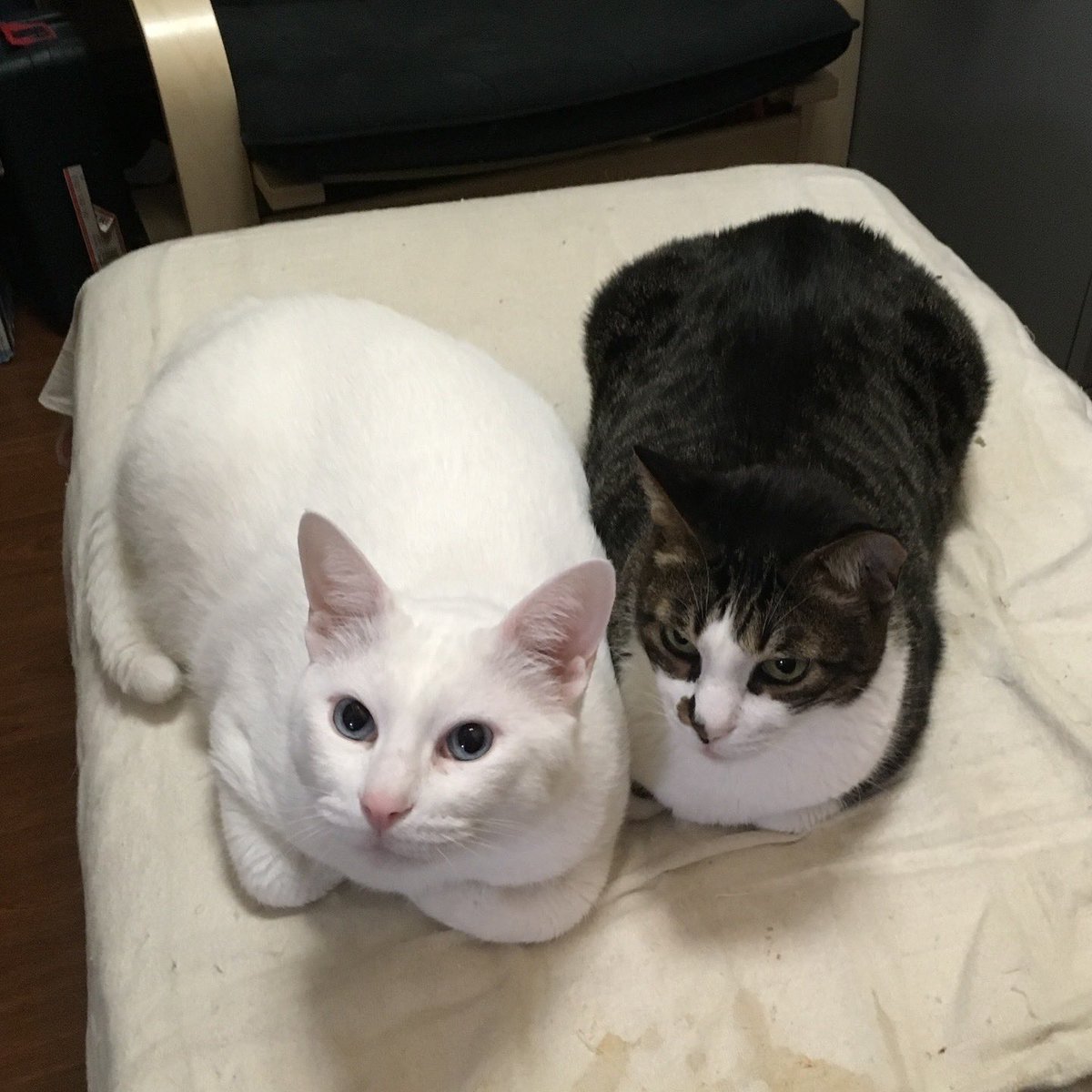 Paul ‘DaddyBird’ Castle tweet media