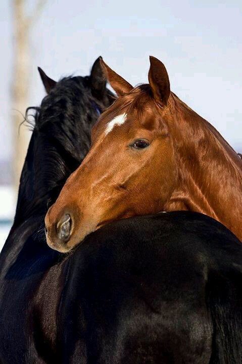 i care for you still and i will, forever