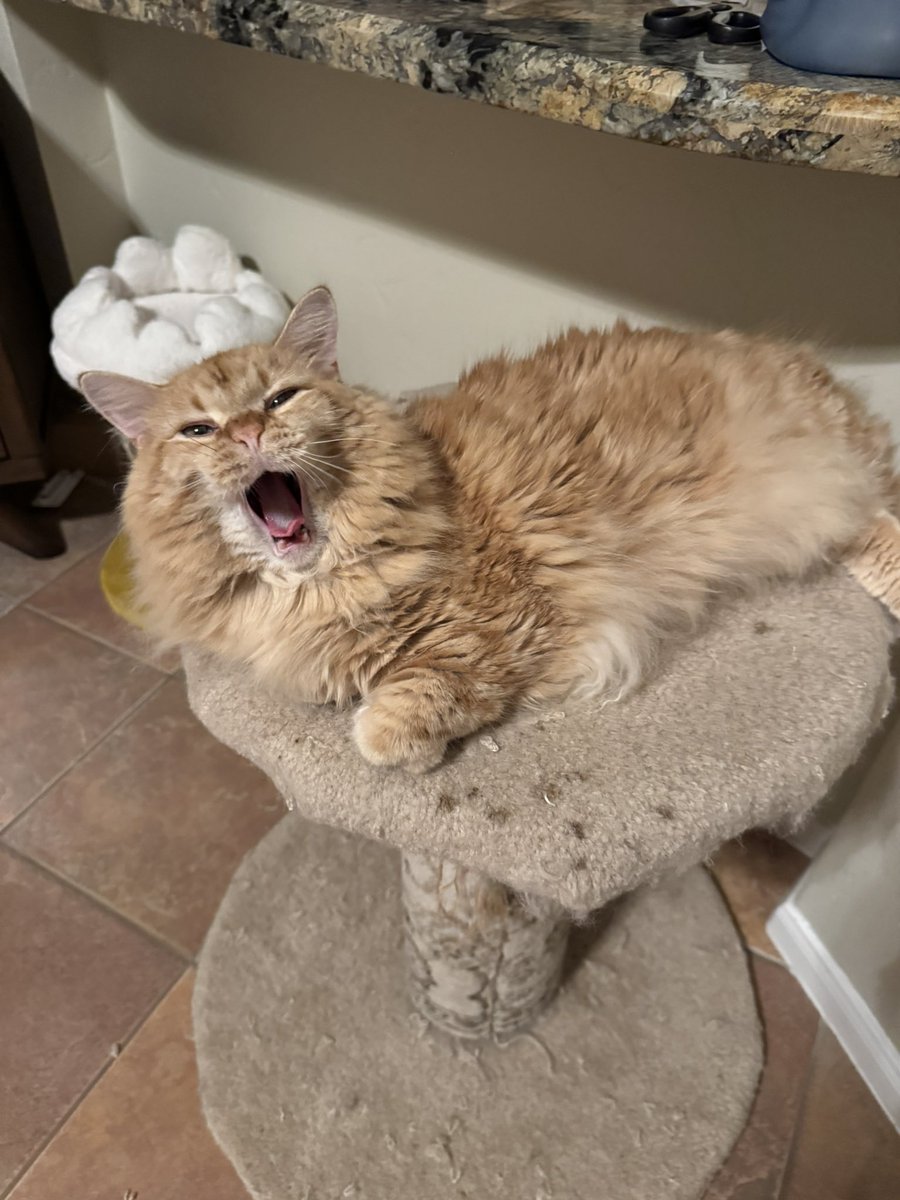 NoritheCat17's tweet image. Posting a pic of Nori for every win (87)

@astros #Astros #BuiltForThis