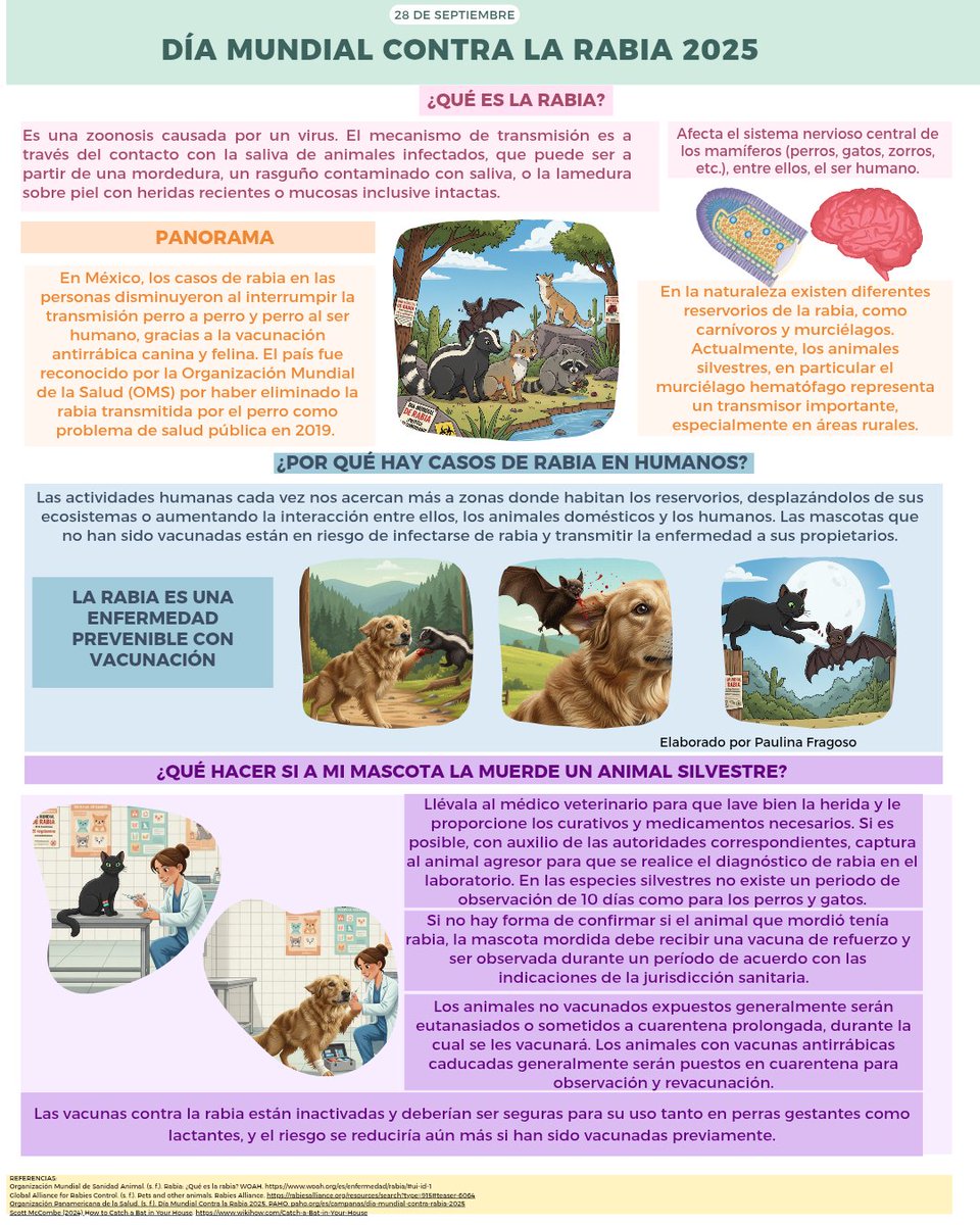vampauli7's tweet photo. La rabia es una de las zoonosis con una letalidad cercana al 100% una vez que aparecen los síntomas. Sin embargo, es totalmente prevenible mediante la vacunación de animales y la atención oportuna a las personas expuestas. 💉🐕‍🦺🩺 #rabies #rabiesday #Vacunación #Salud #WRD2025 https://t.co/BLrrie2nO7