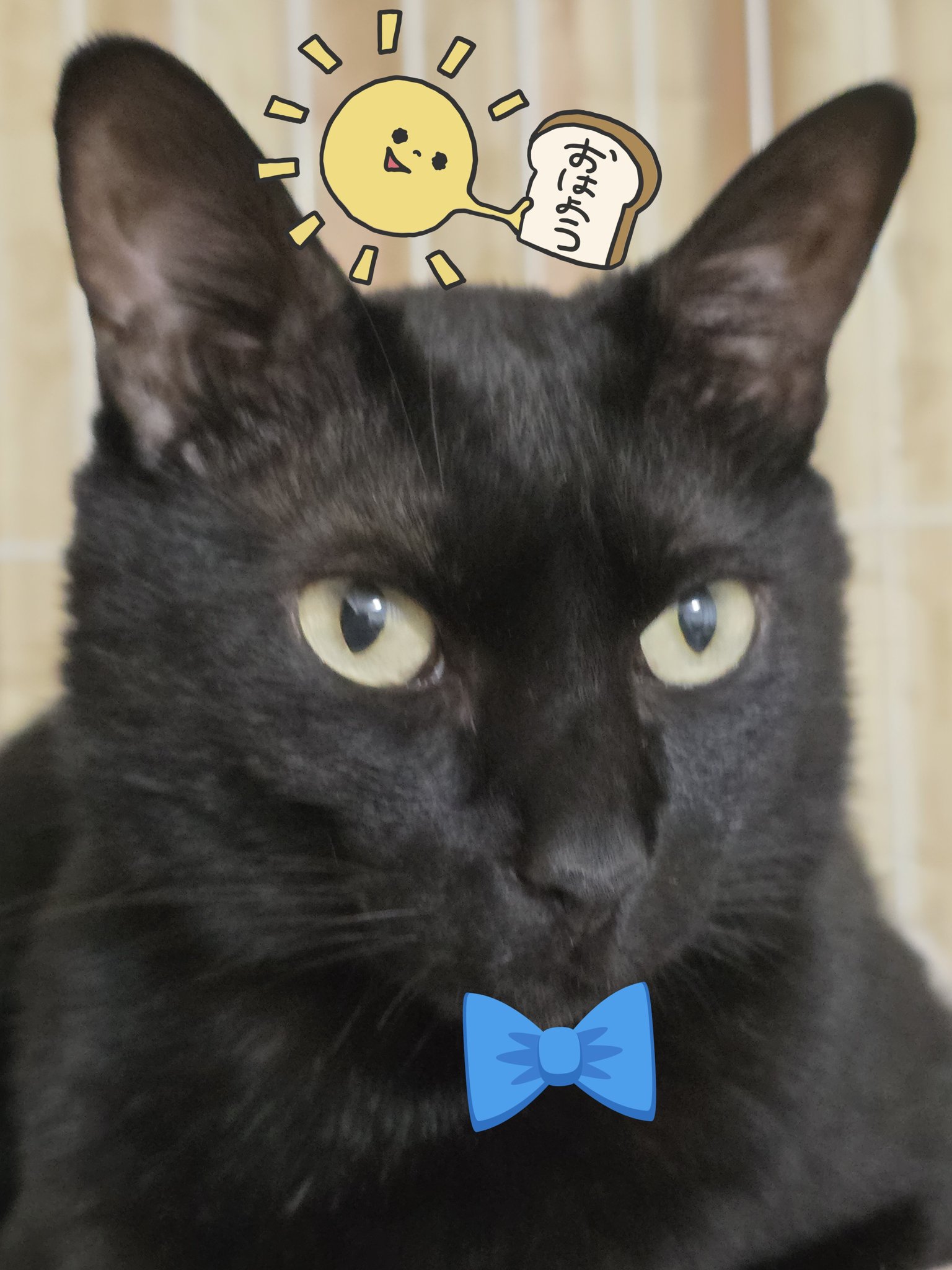 「黒猫みんと」のみ 黒猫みんと」のみ 黒猫みんと」のみ 6875ae3262b31adfbeba0712d1a109