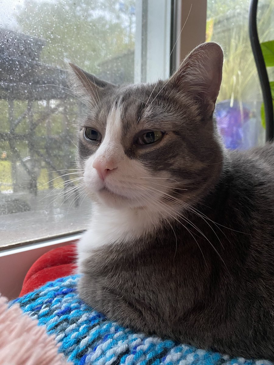 Olivia ? tweet media