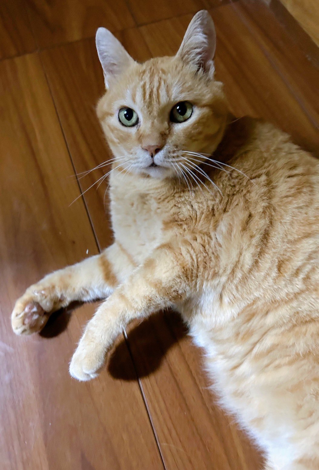 とんみ♡パリの街並みウィンドウショッピング猫ちゃん Amazon | Mwpo 爪とぎ猫ハウス かわいいいちご柄 ミルクデザイン