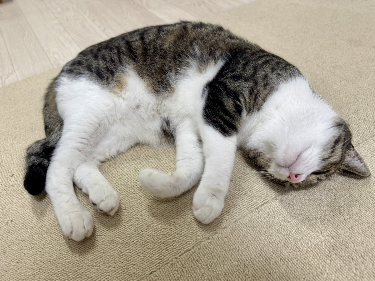 ぎんねこページ 焼鳥専門ぎんねこオンラインショップ