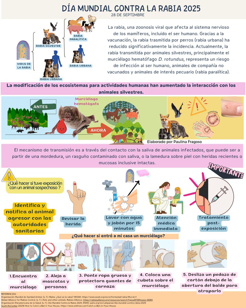 vampauli7's tweet photo. La rabia es una de las zoonosis con una letalidad cercana al 100% una vez que aparecen los síntomas. Sin embargo, es totalmente prevenible mediante la vacunación de animales y la atención oportuna a las personas expuestas.
@RabiesAlliance #WorldRabiesDay2025 #rabiesday #WRD2025 https://t.co/CM9czS55CB