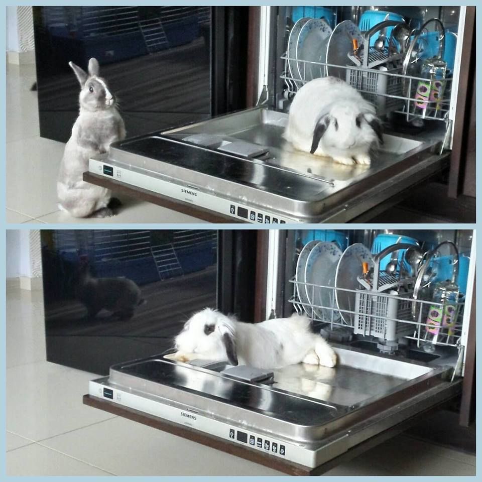 Bunnies (@bunnies) on Twitter photo 