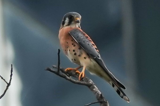 Michael Sand tweet media