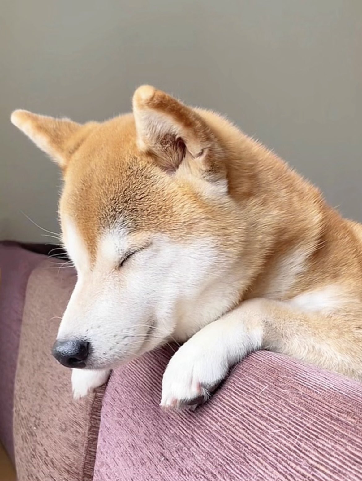お座りコロンと柴犬♡ お座りコロンと柴犬♡