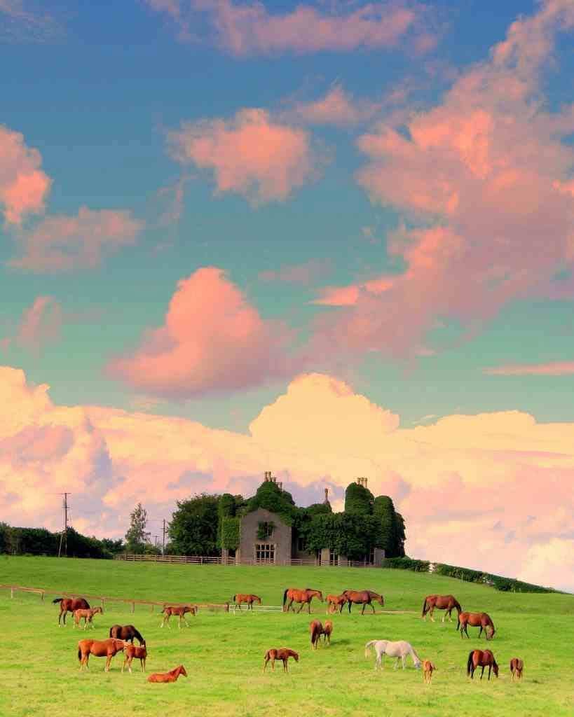 ThisIsIreland3's tweet photo. HAPPY ENDINGS IN COUNTY LAOIS!
We're just outside the small town of Durrow here, the building in the picture is Knocknatrina House, one of six mansions which once dominated the surrounding countryside 🏡🐴
📍Co. Laois, Éire 🇮🇪
📸 Edward Dullard
#Laois #Durrow #Ireland #Horses https://t.co/aTAOaKXvD1