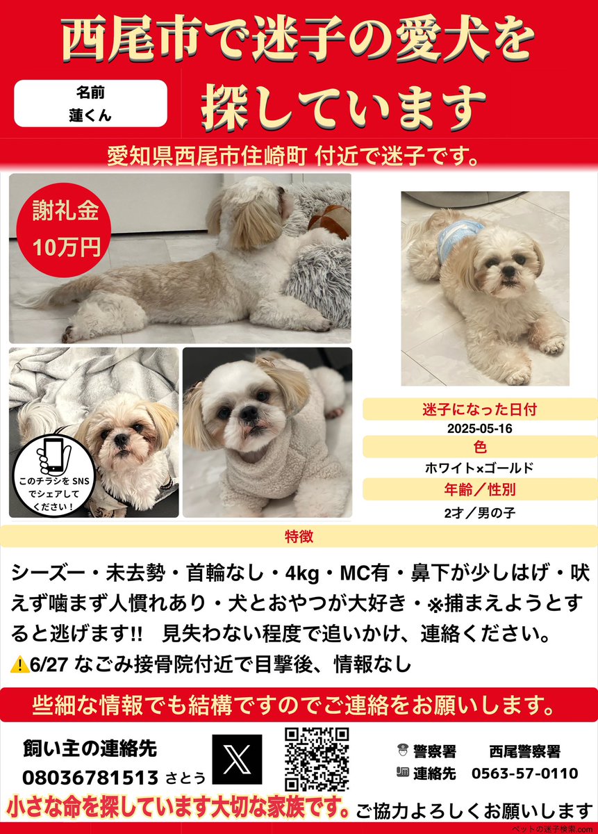 na_techis2's tweet photo. 【どうか助けてください】

西尾市役所の環境保全課に再度確認に行ってきました。
📅 7/1〜9/24の間に “犬” の死骸引き上げは2件。

・8/9　高落町
・8/19　勤労会館付近（自宅から近い）

これ以上は何も分からず、確認のしようがありません。
蓮だった可能性もゼロではないと言われ、胸が張り裂けそうです。

🙏 この近くにお住まいの方へお願いです。
どうか周りに声をかけて、蓮のことを気にかけていただけませんか。
どんな小さなことでも構いません。情報が欲しいんです。

🐾 蓮につながる情報をくださった方には謝礼金をお支払いします。
📞 080-3678-1513

どうか、どうか力を貸してください。
拡散だけでも構いません。お願いします。