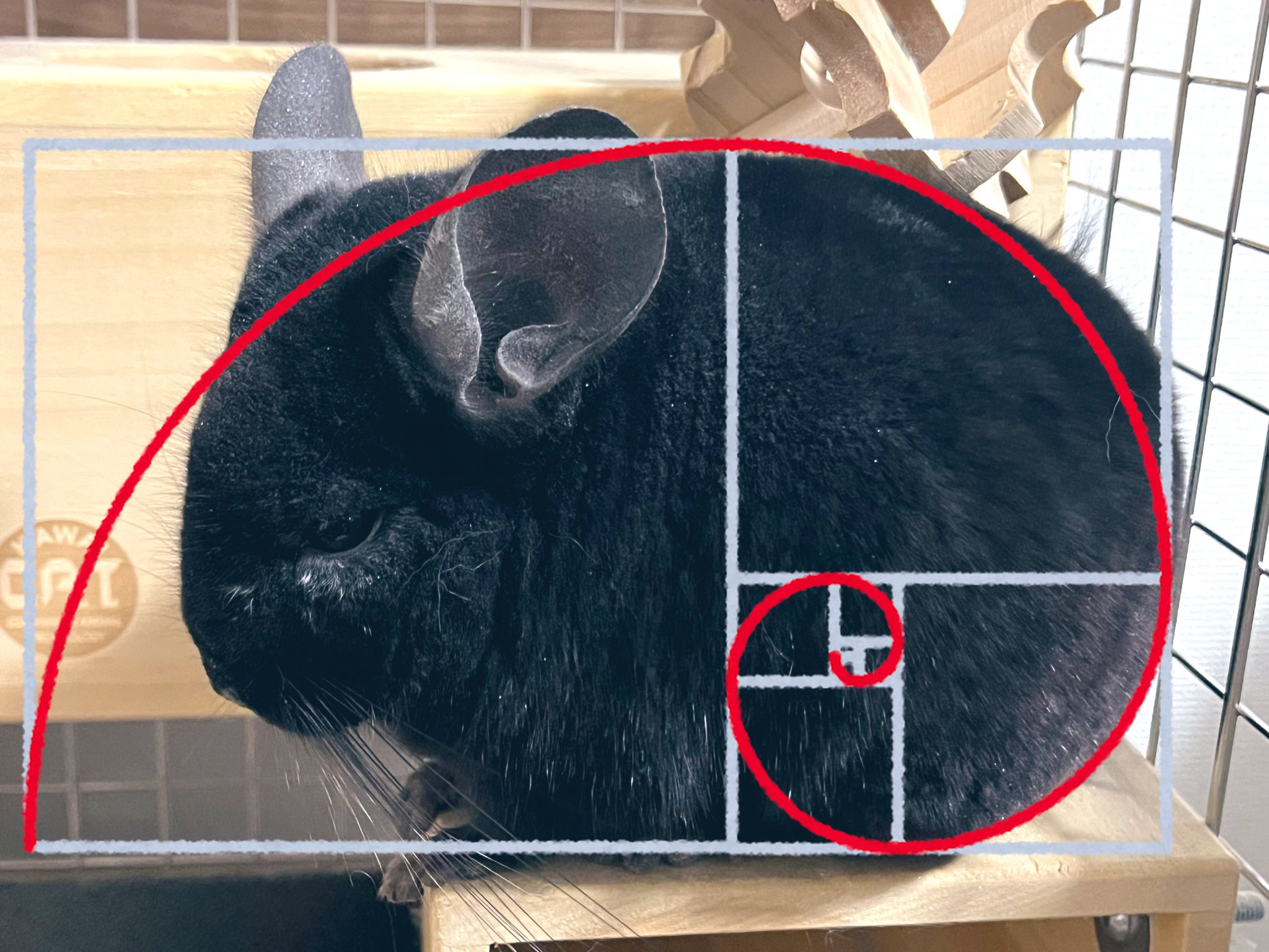 FOXEY チンチラ 上質FOXEYチンチラマフラー