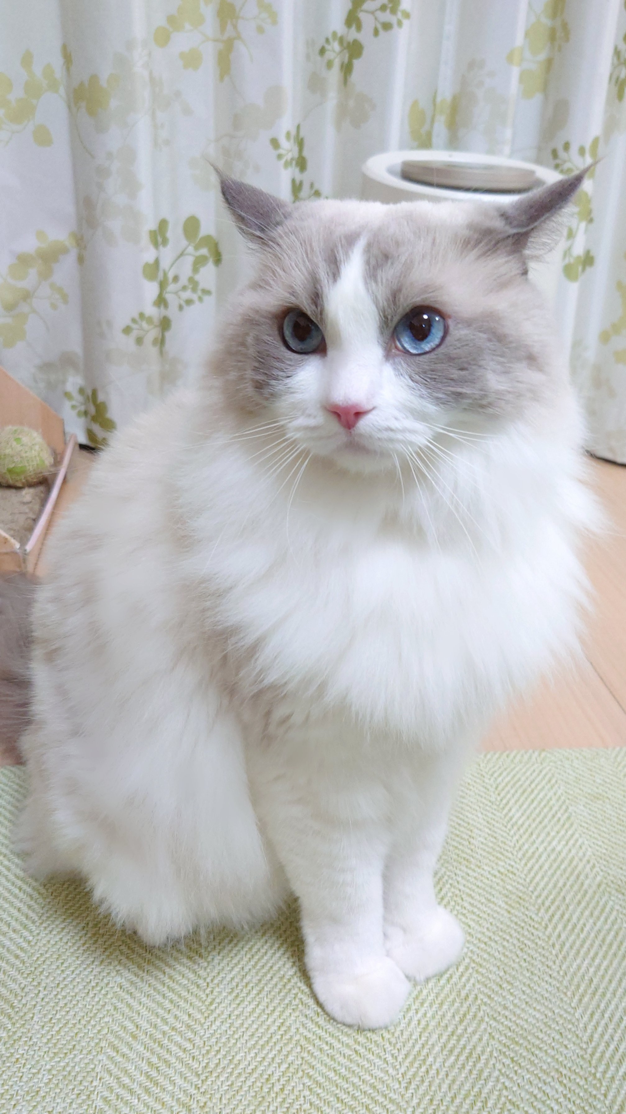 かわいいネコちゃんラトル Amazon.co.jp: LSYDCARM グレー 猫 ぬいぐるみ 枕 おもちゃ 13