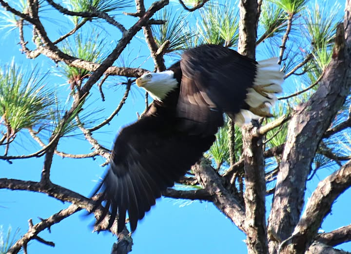 God Bless the U.S.A..