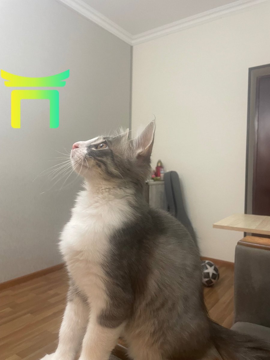 Mario794977's tweet photo. ZenChain approved by my cat โ
#zenpets @zen_chain @zenchainfam https://t.co/Obf7xPMviP