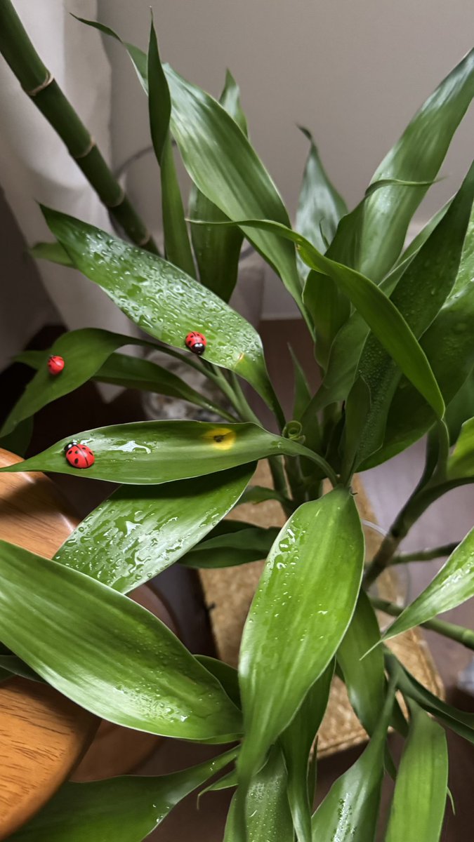 نورة tweet media