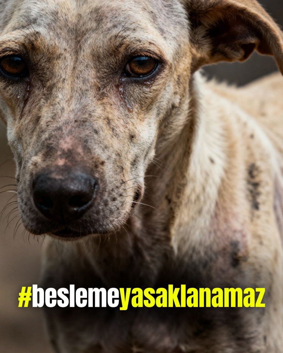 Eray Özgüner tweet media