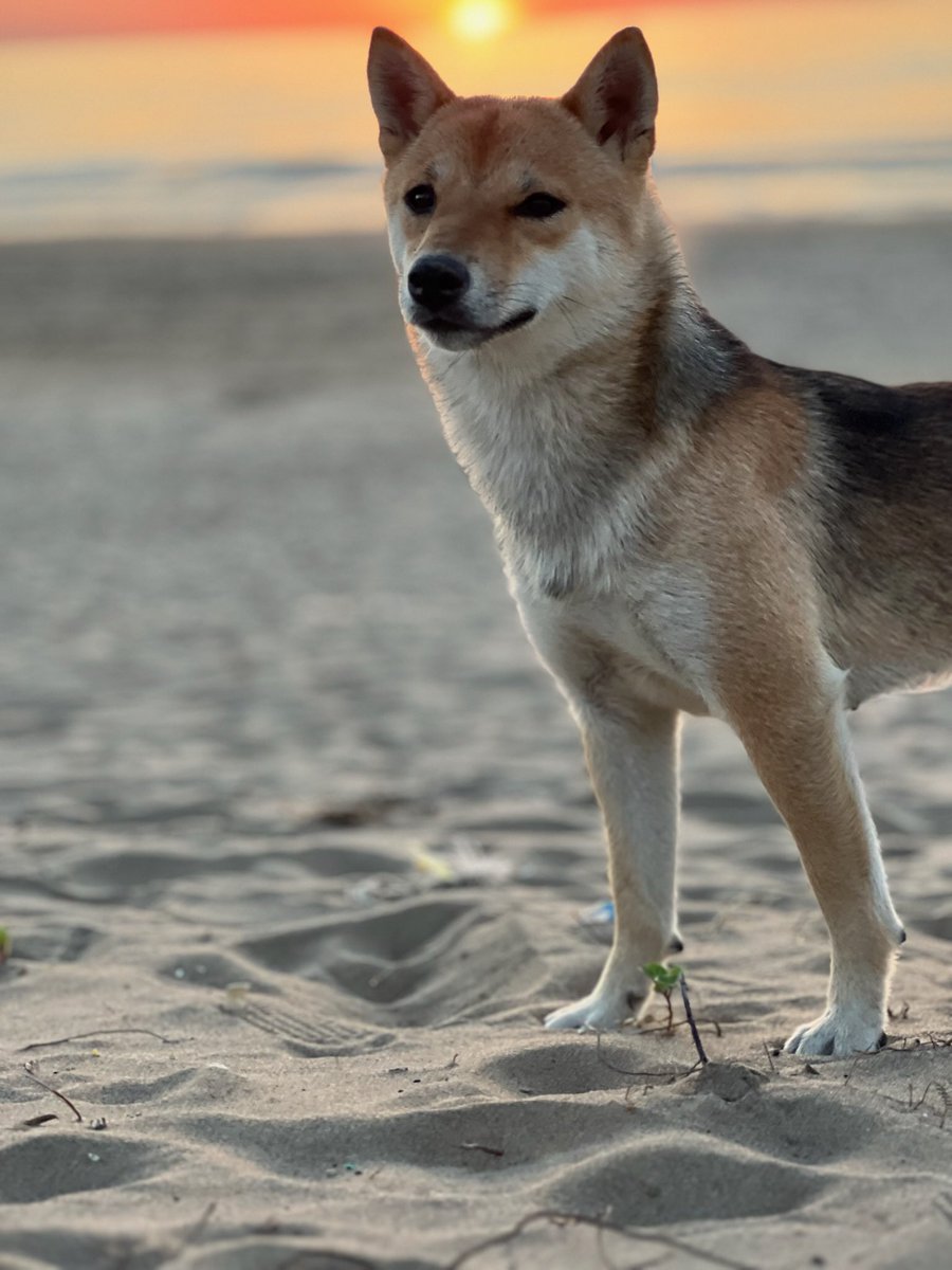 Hey <a href="/binance/">Binance</a> <a href="/cz_binance/">CZ 🔶 BNB</a> <a href="/justinsuntron/">H.E. Justin Sun 👨‍🚀 🌞</a> <a href="/heyibinance/">Yi He</a> there is a new shiba around town her name is San Chan , <a href="/kantaro0925/">Kantaro San</a> hiking across Japan with his Shiba documenting it on instagram with 2 million followers 🤝 
$San