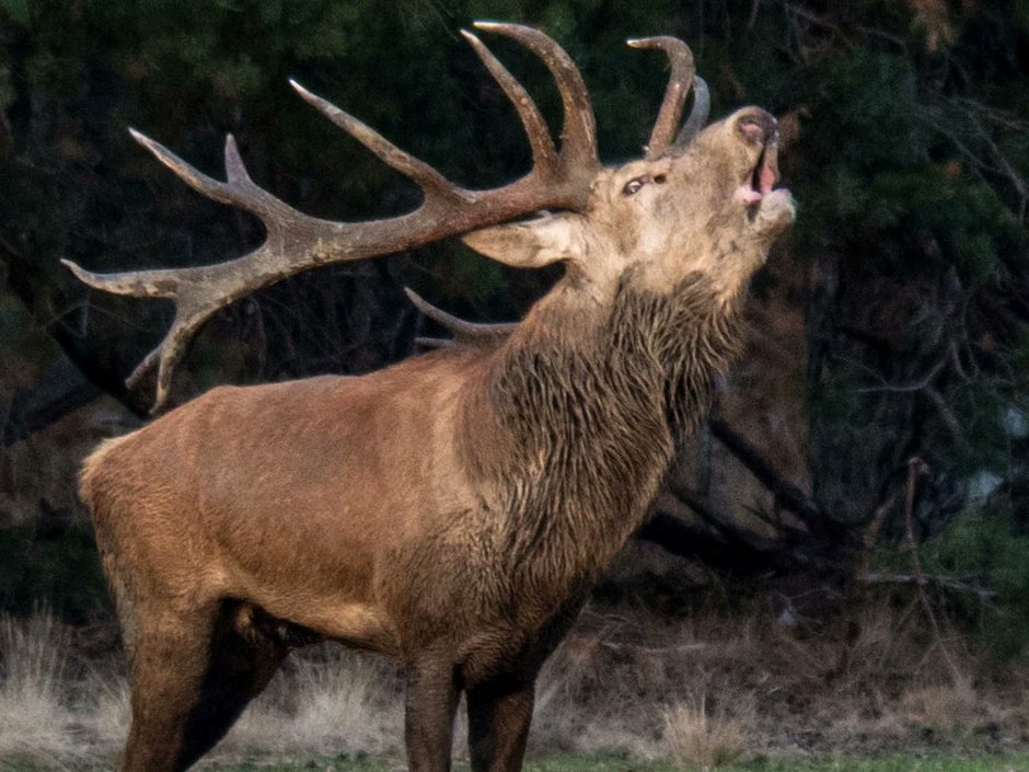 Dit zijn de vier beste plekken om bronstige herten te zien ogld.nl/UM8S