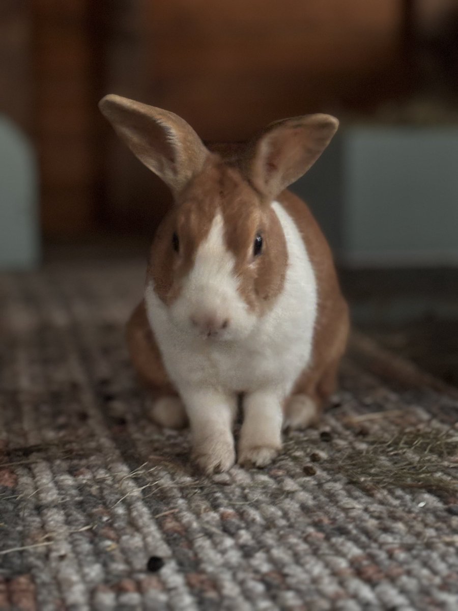 Love you Lilly!  
Lilly is our eldest bunny at 12 years old. Shes the most adorable little lady ever ❤️❤️