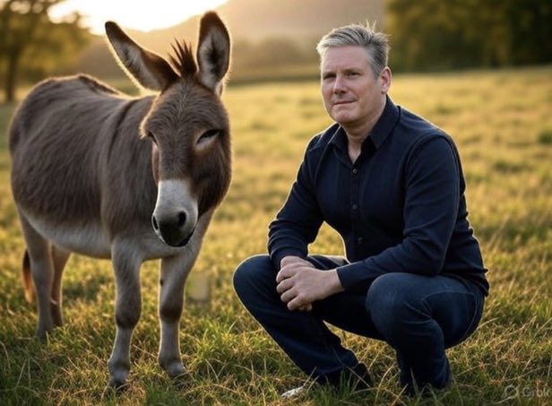 Neccccy's tweet photo. Which one is the donkey? https://t.co/Ucy60QlICD