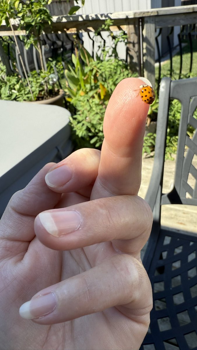 KathyRoman's tweet image. I think this lady bug is trying to tell me something 

#ladybug