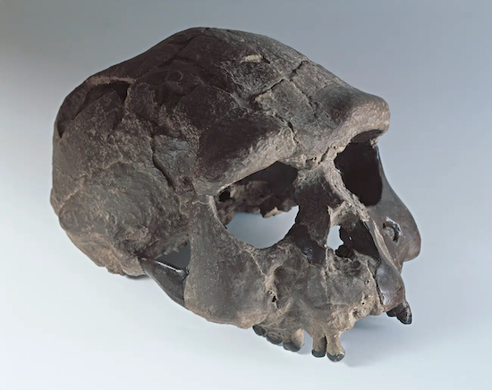 jimluce's tweet image. Netherlands to return historic Java Man fossils to Indonesia. The 28,000-piece collection includes first Homo erectus specimens found, taken in 1891 during colonial rule. Major win for cultural heritage repatriation efforts. stewardshipreport.org/netherlands-re… #JavaMan #Indonesia…