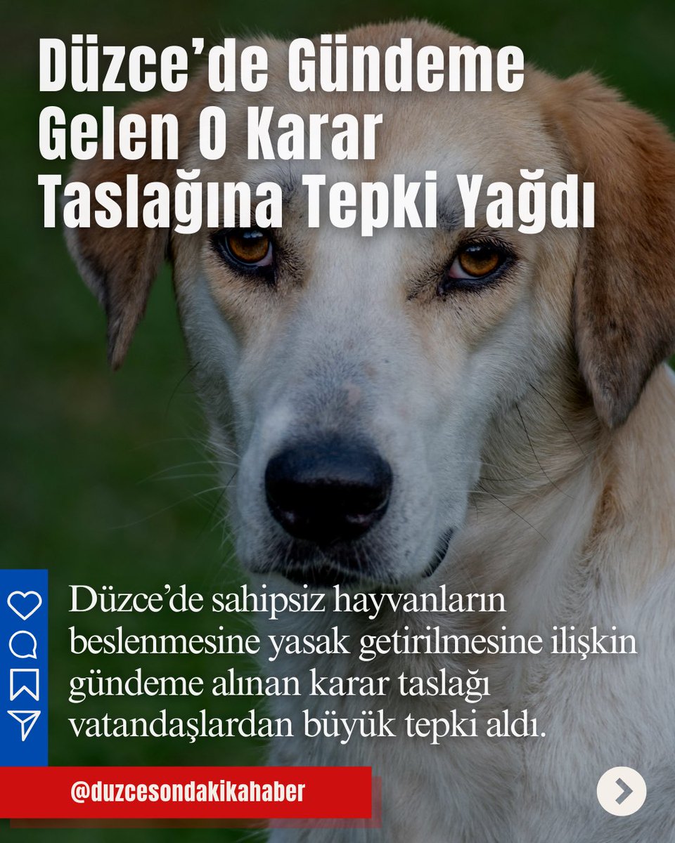 Dayanışma Hayvan Hakları Federasyonu tweet media