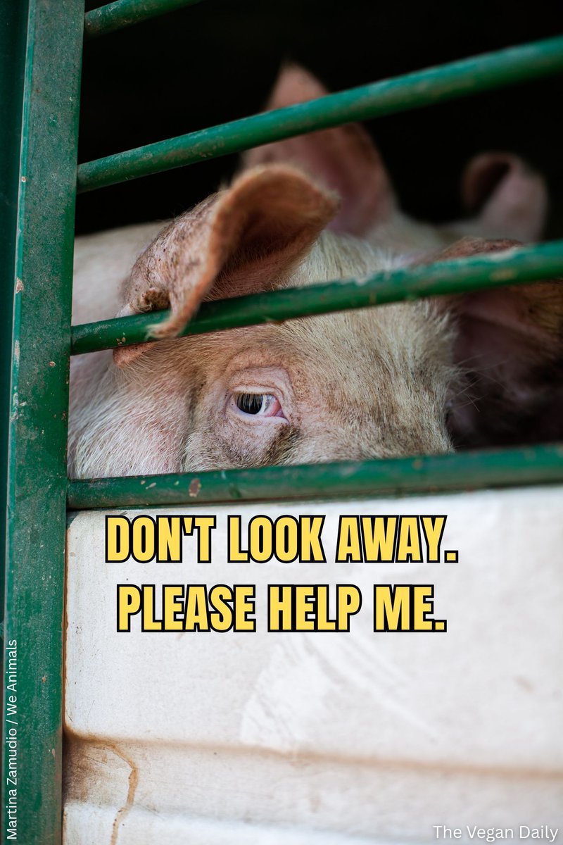 Will you help them? 🐷💔