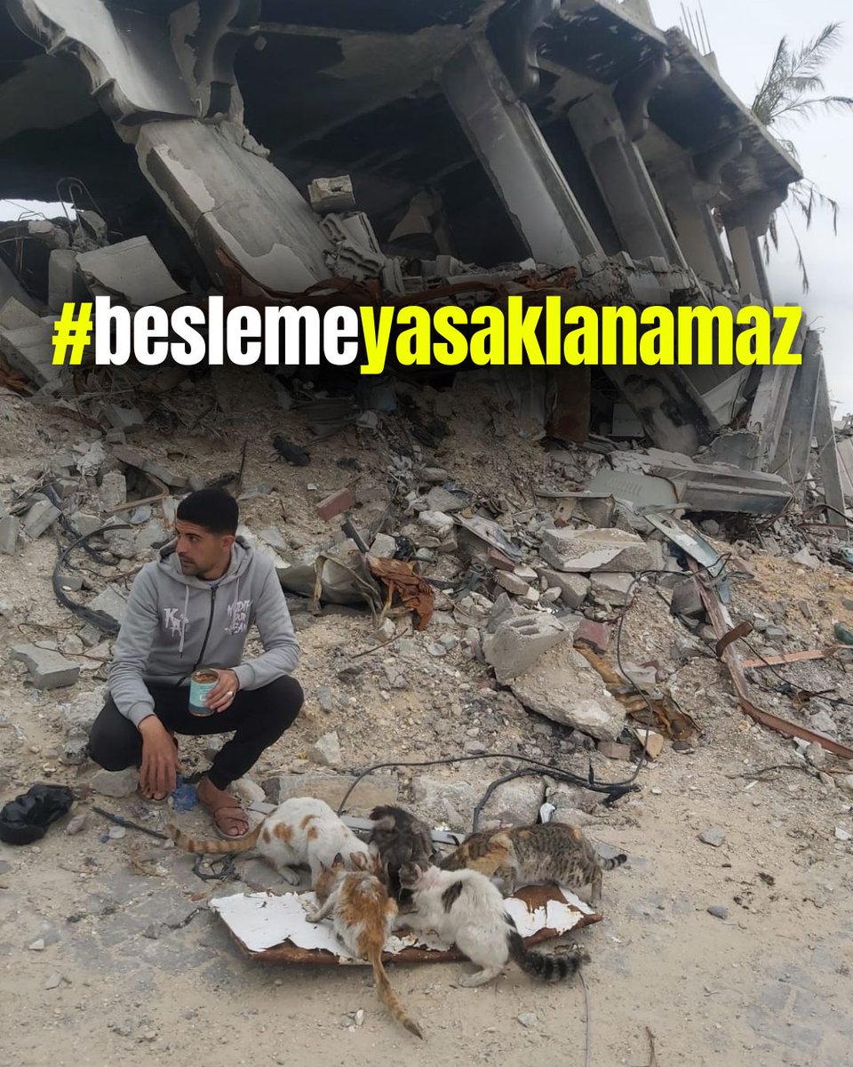 RedCrow08's tweet photo. Gazze’de Filistin halkı, savaşın ve yıkımın gölgesinde, açlıktan titreyen sokak hayvanlarına son lokmalarını paylaşıyorken, bu nasıl bir vicdan? Düzce’de sokak hayvanlarına yiyecek vermek yasaklanacak mı? Bu taslak asla kabul edilemez, hayvan hakları ihlalidir! Afyon da insanlık adına bu karardan dönmelidir; hiçbir ilde bu kabul edilemez! Aile kültürümüz şefkati emreder. İmzalanmamalı! İptalini istiyoruz. @ValiSelcukAslan @duzce_valiligi @kocaelivaliligi @kubrayigitbasi @AfyonValiligi @AkcakocaKymkm @duzcebld #Beslemeyasaklanamaz