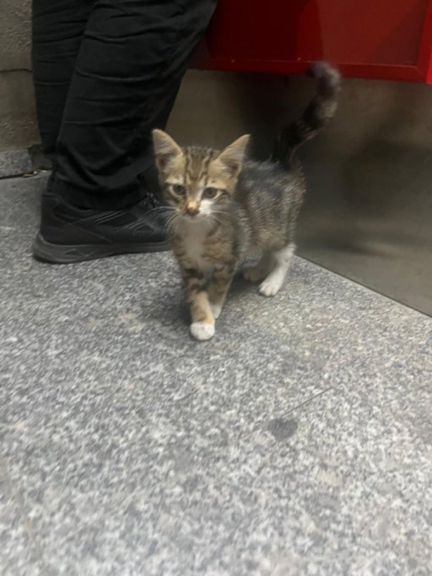 Acilll!!! 3 aylık temiz sağlıklı dünyalar güzeli bir kedi. Güvenli bir yerde değil. Sokakta korkuyor. Başına bir iş gelmeden yuvanızı açar mısınız? 
İstanbul 0533 543 91 51

<a href="/ozlemeyin/">Özlem 🐾</a>