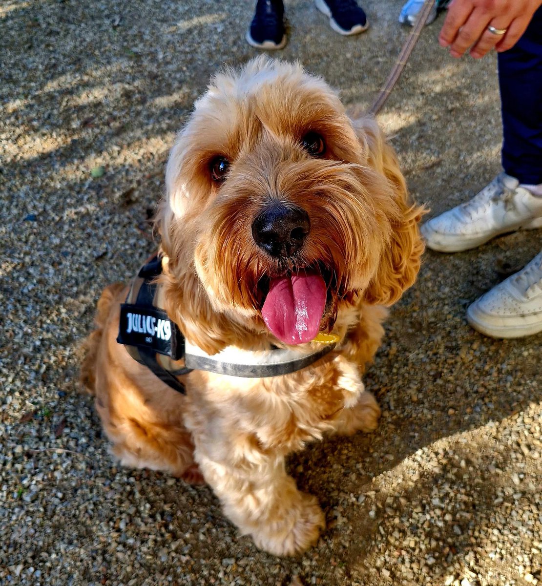 Well done to all that took part in the
<a href="/NWSPCA_/">North Wexford SPCA</a> dog walk today in Courtown Woods. 

Our Ted certainly enjoyed going around with the other dogs 🐕