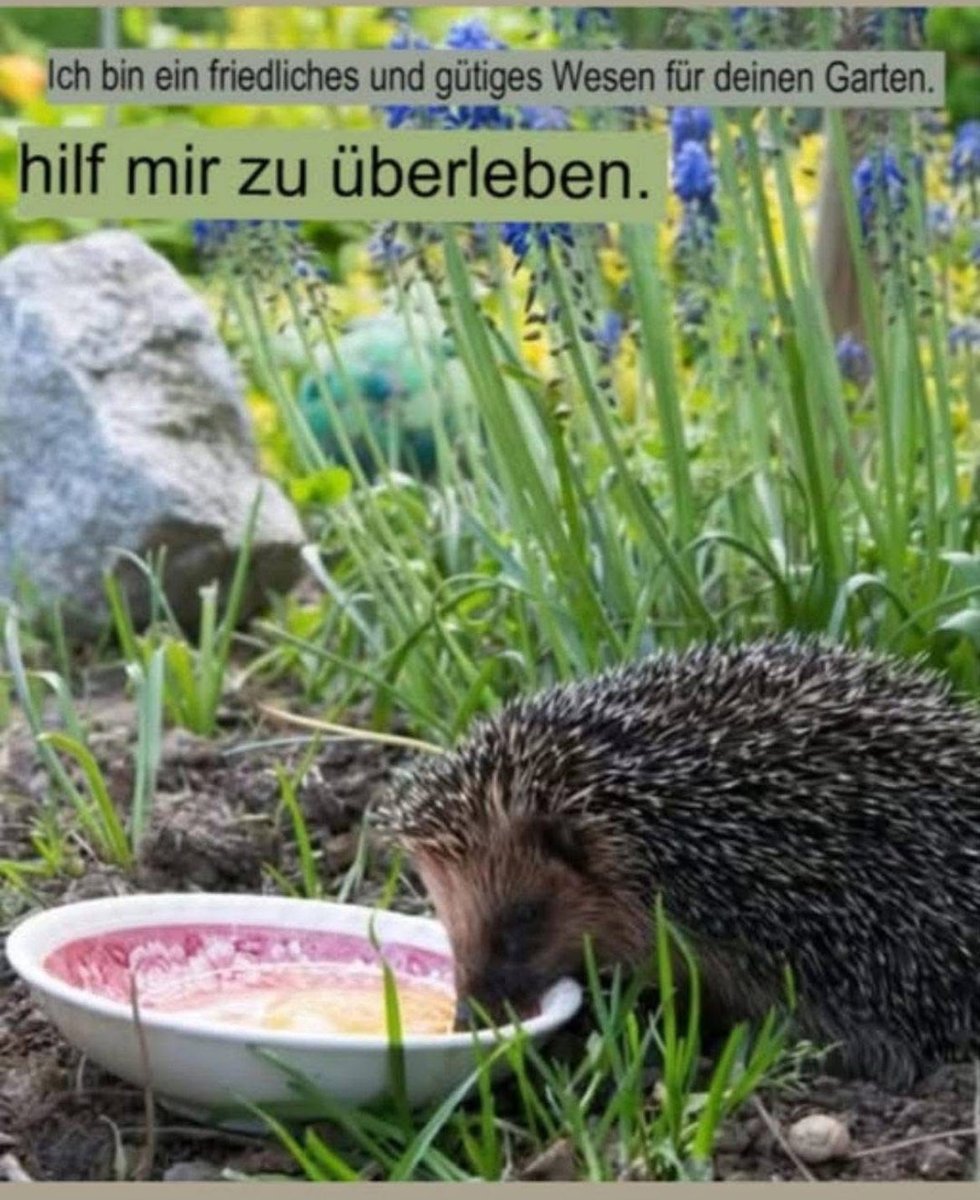 ‼️ wir haben Hunger ‼️und finden nicht mehr genug Insekten 😭