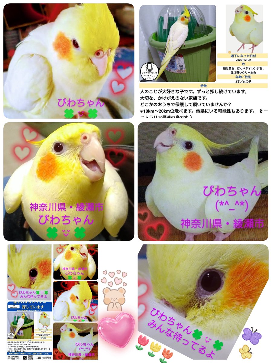 wanwan202319831's tweet photo. #神奈川県  #綾瀬市
#オカメインコ
#びわちゃん✨
どこかで保護された方はいらっしゃいませんか？
飼い主様可愛いい✨びわちゃんの帰りを待っています。
大切な家族です(*^_^*)
可愛いい✨びわちゃんが1日でも早く飼い主様と繋がりますように🍀
皆様のご協力お願いいたします🙏
(=⌒ー⌒=)🍀びわちゃん https://t.co/uAwzt62mu1