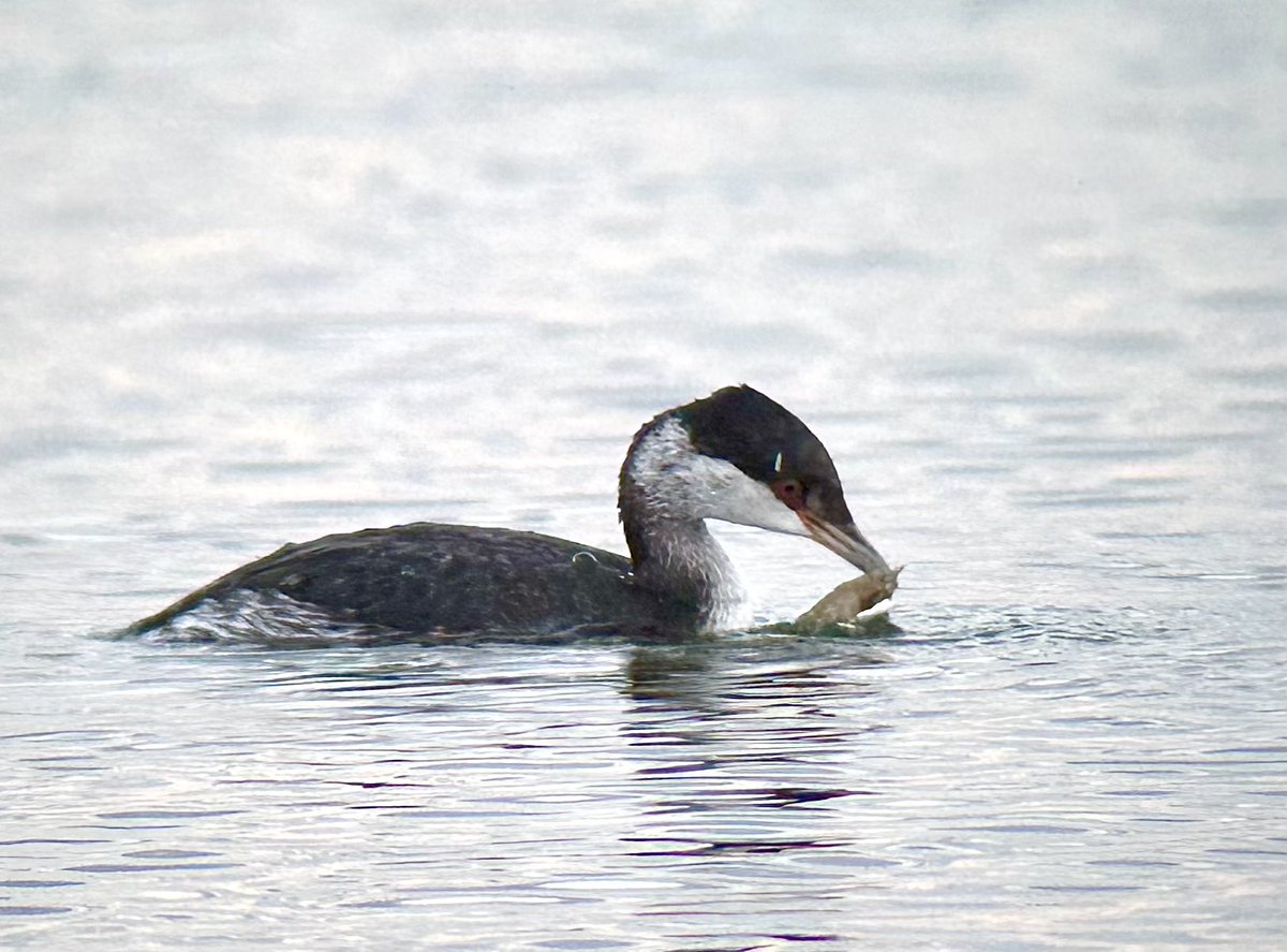 SteveOnHilbre's tweet photo. Nipped back to see the lovely #SlavonianGrebe on #WKML this evening โฆ missed the last of the sun but the bird was still diving and catching plenty of food https://t.co/JIQ8bJ7UJi