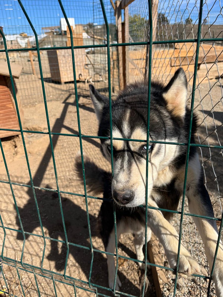 Kastamonu yaşam alanında yuva arayan  çok sayıda cins Canlar arkadaşlar canlarımı sahiplendirebilirsem kimsenin hiçbir şeyine ihtiyacımız kalmayacak zaten sokaklarda azaldı onlarda da biz doyururuz Allah'ın izniyle