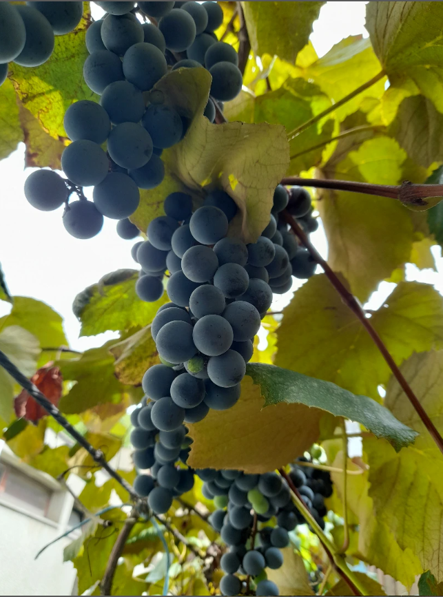 ZanyShenanigans's tweet photo. #grapes
#nature
#yummy
#wanderlust
#newpost
#ZanyShen
#photography https://t.co/EbXAaTSSPI