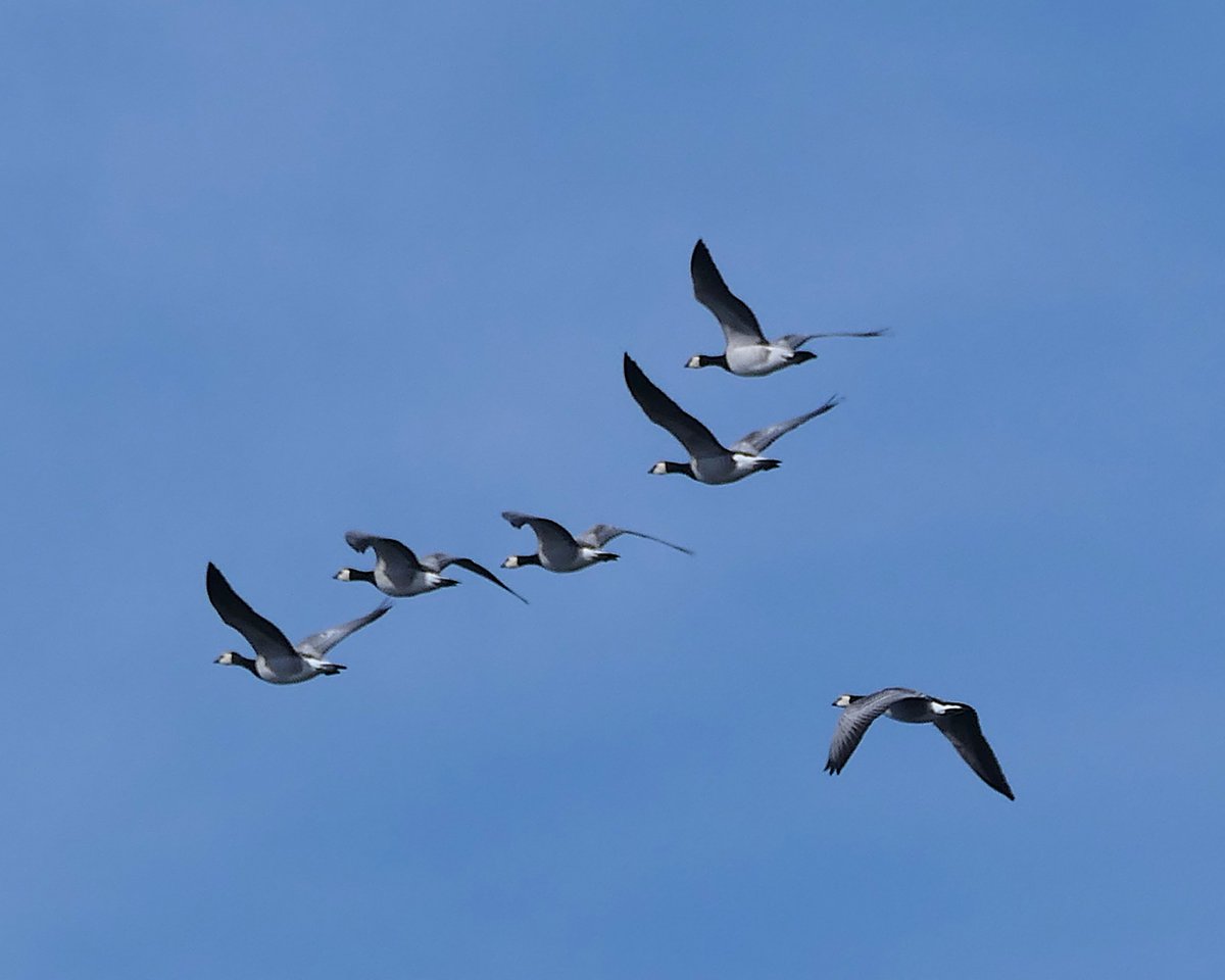 thremnir's tweet photo. Barnacle Geese at #Seafield this afternoon:- https://t.co/LnYN6awHYI