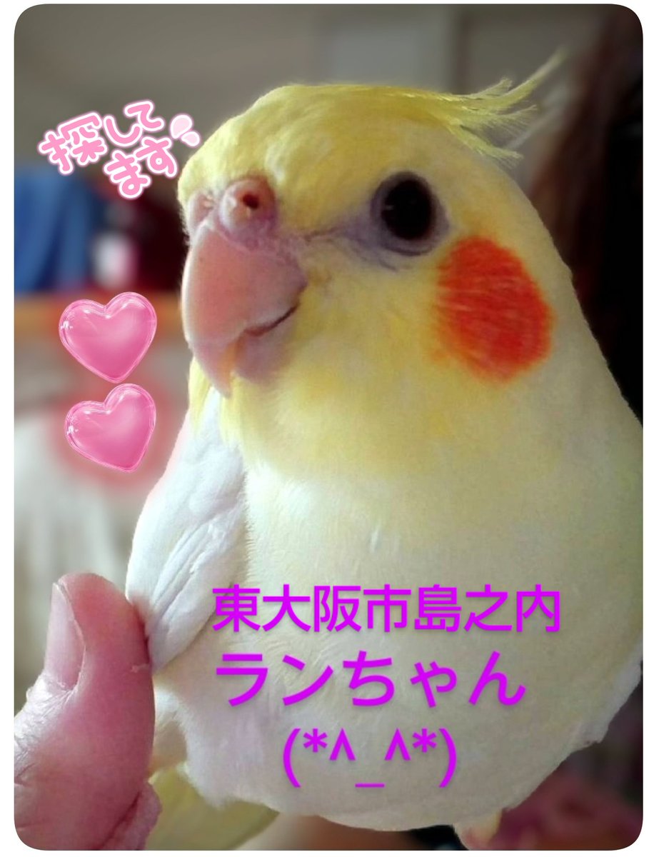 wanwan202319831's tweet photo. #東大阪市  #島之内
#オカメインコ
#ランちゃん✨
どこかで保護された方はいらっしゃいませんか？
飼い主様可愛いい✨ランちゃんの帰りを待っています。
大切な家族です(*^_^*)
可愛いい✨ランちゃんが1日でも早く飼い主様と繋がりますように🍀
皆様のご協力お願いいたします🙏
(=⌒ー⌒=)🍀ランちゃん https://t.co/2su9nmBnUa