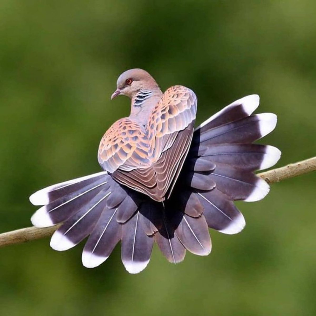 European turtle dove 

📸 xiaobing_photography