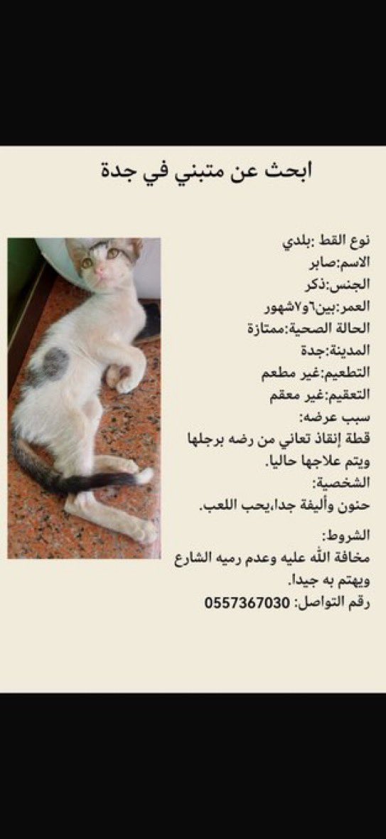 catloversw's tweet photo. 🛑قط للتبني في جدة🛑
#تبنى_لا_تشتري
#ساهم_في_انقاذ_روح https://t.co/6APhW8JHDV