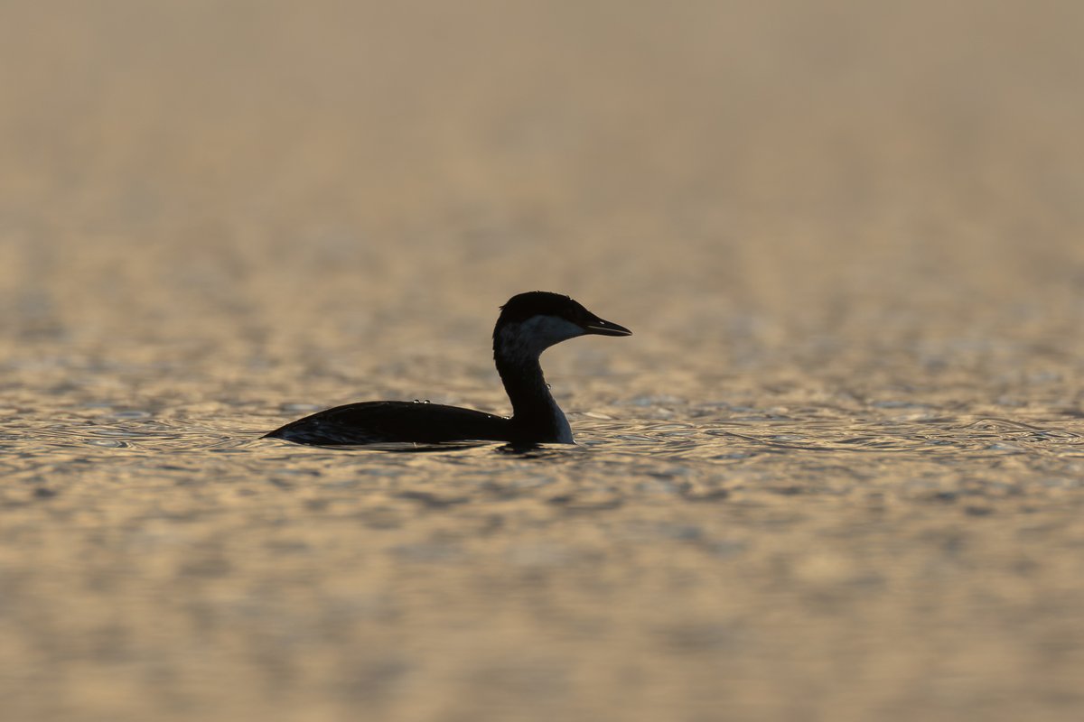 Safe to say the Slavonian grebe showed well at West Kirby Marine Lake this evening. A bird I've seen a fair few times but never had the chance to get nice and low to show it off properly. <a href="/CAWOSBirding/">Cheshire & Wirral Ornithological Society</a> <a href="/wirralbirdclub/">Wirral Bird Club</a>