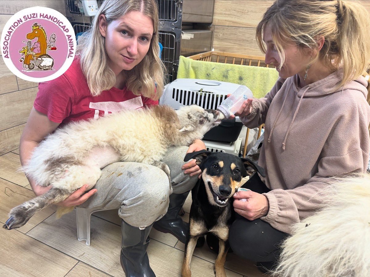 suzihandicapani's tweet photo. Samaia qui a tellement évolué en quelques jours !! Voici son plus joli sourire 🤗🌸🥳😍🐕🐾🦴🐶🦮🤪😁 https://t.co/JA8fw9NxLW