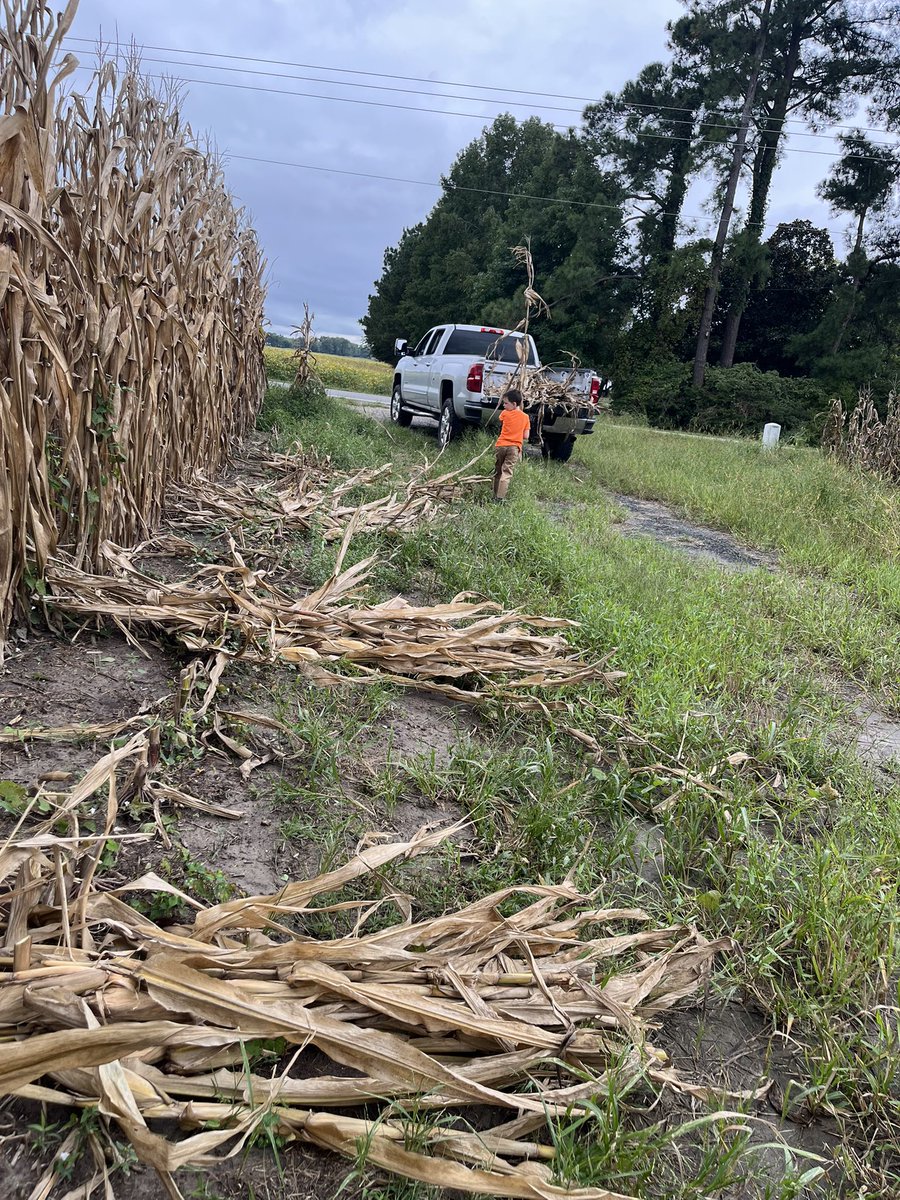 determined to not lose money on corn this year