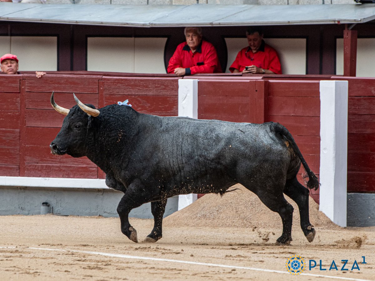 [🏆 𝗧𝗢𝗥𝗢 𝗣𝗥𝗘𝗠𝗜𝗔𝗗𝗢] El jurado, por mayoría, designa como toro más bravo de la corrida concurso al toro '𝙀𝙭𝙘𝙞𝙩𝙖𝙙𝙤', Nº21 de 𝙋𝙖𝙧𝙩𝙞𝙙𝙤 𝙙𝙚 𝙍𝙚𝙨𝙞𝙣𝙖, lidiado en tercer lugar por Gómez del Pilar. 
#LasVentas